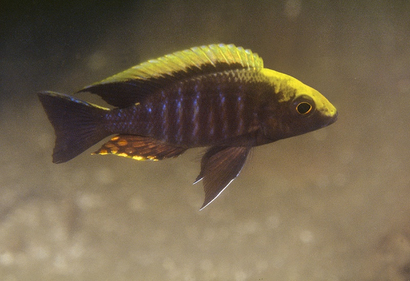 Aulonocara maylandi 'Luwala Reef'
